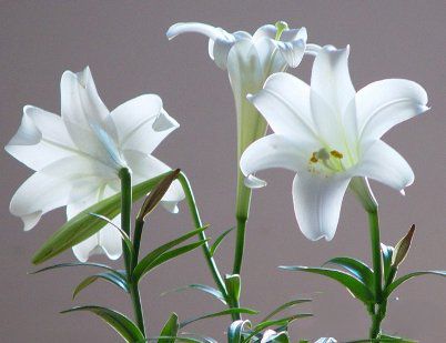 百合,提高肺脏抗毒能力