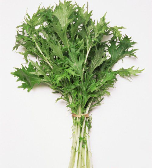 艾草,鲜艾草
