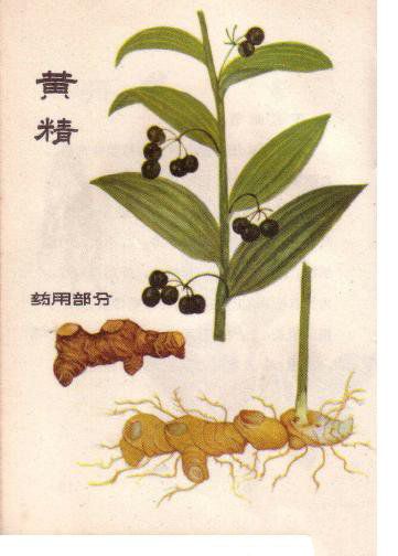 黄精,中药材